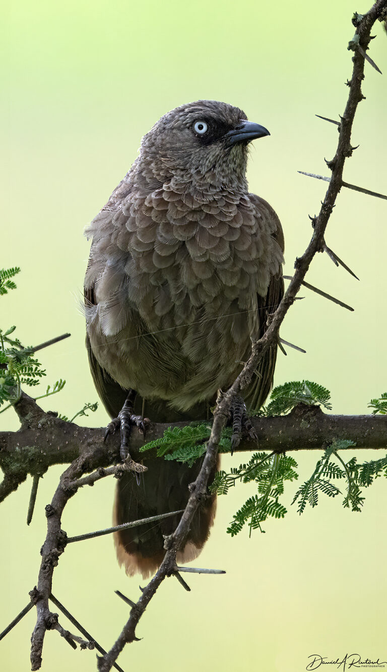 On The Road - Albatrossity - Serengeti Day 2, Round 2 6