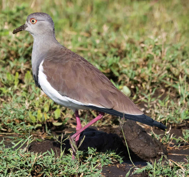 On The Road - Albatrossity - Serengeti Day 2, Round 2 2