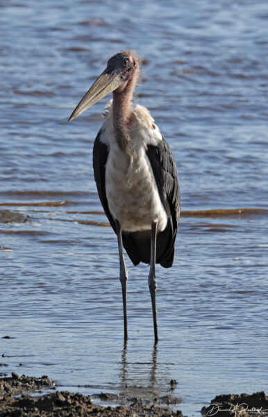 On The Road - Albatrossity - Serengeti Day 2, Round 3 9