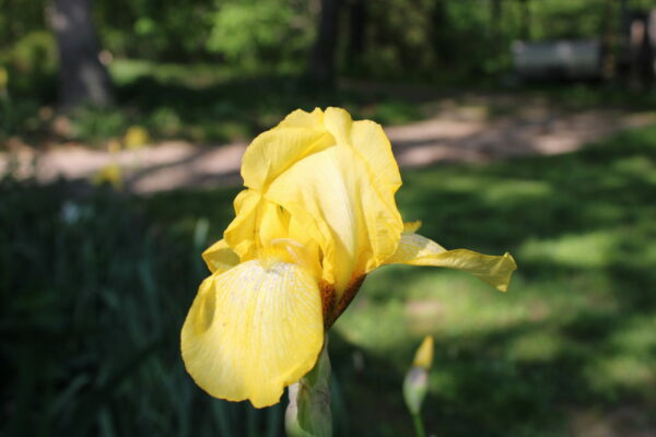 Sunday Morning Garden Chat: Iris, Flowers of the Rainbow Goddess 9