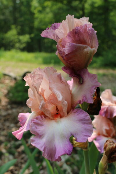 Sunday Morning Garden Chat: Iris, Flowers of the Rainbow Goddess 11