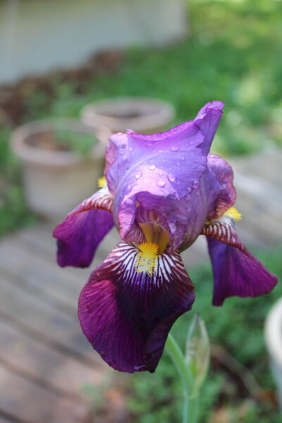 Sunday Morning Garden Chat: Iris, Flowers of the Rainbow Goddess 12