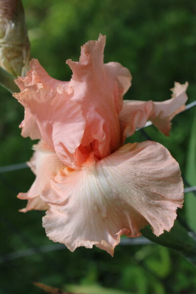 Sunday Morning Garden Chat: Iris, Flowers of the Rainbow Goddess 13