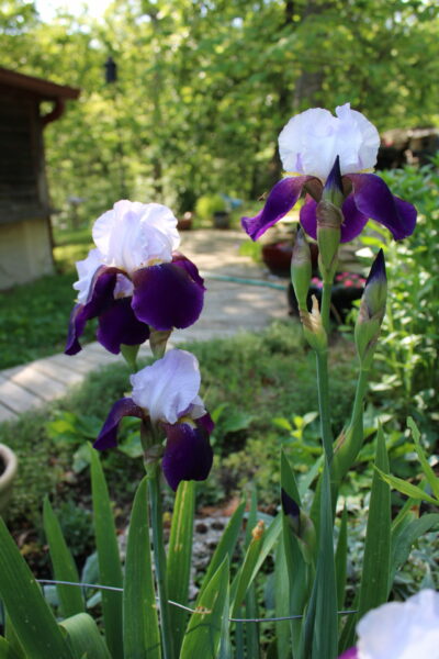 Sunday Morning Garden Chat: Iris, Flowers of the Rainbow Goddess 8