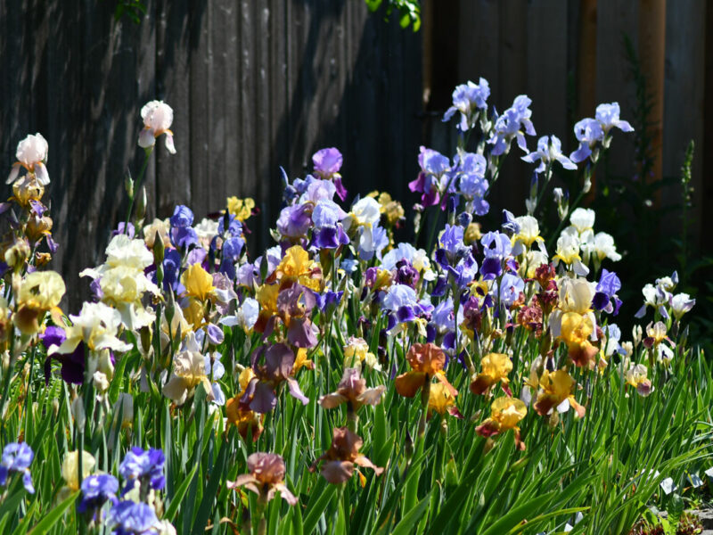 Sunday Morning Garden Chat: Olympian Irises 1