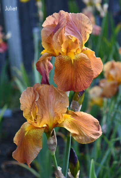 Sunday Morning Garden Chat: Olympian Irises 2