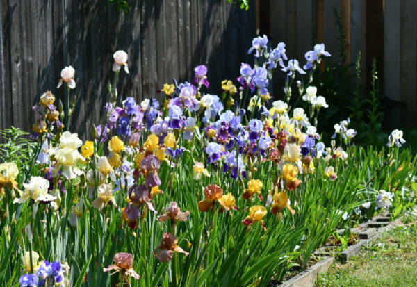 Sunday Morning Garden Chat: Olympian Irises 3