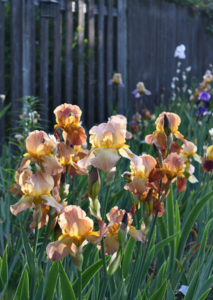 Sunday Morning Garden Chat: Olympian Irises