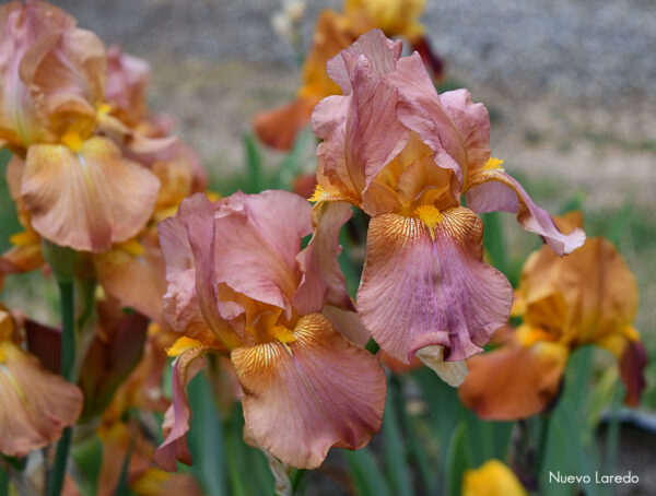 Sunday Morning Garden Chat: Olympian Irises 4