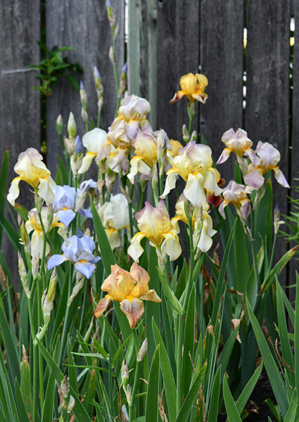Sunday Morning Garden Chat: Olympian Irises 5