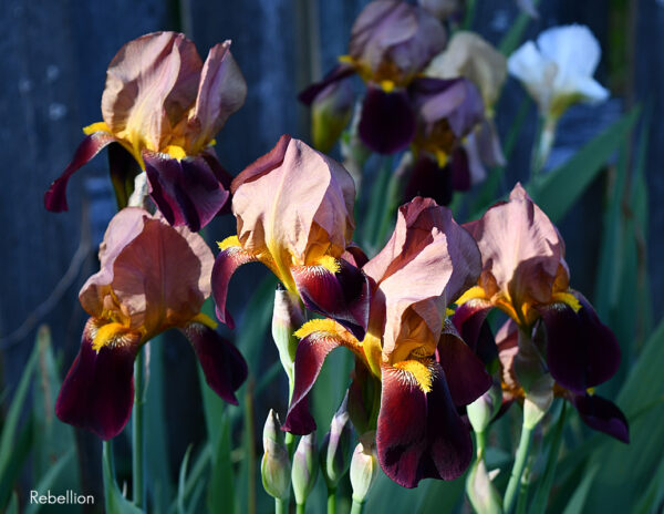 Sunday Morning Garden Chat: Olympian Irises 6