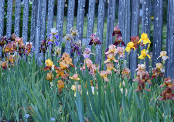 Sunday Morning Garden Chat: Olympian Irises 7