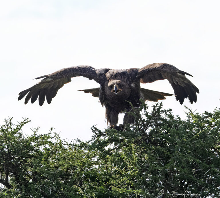 On The Road - Albatrossity - Serengeti Day 2, Round 2 1