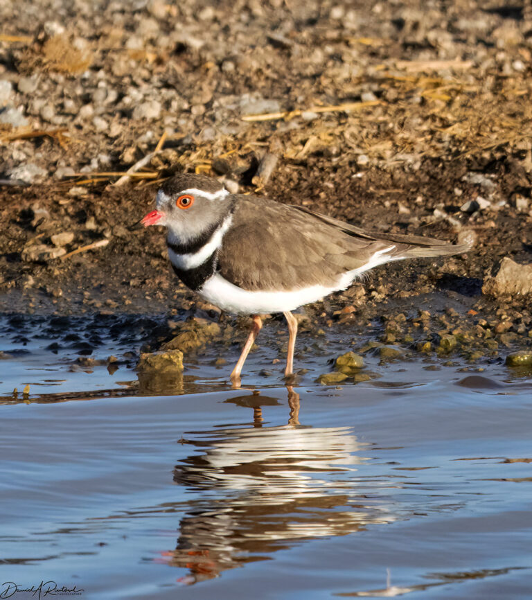 On The Road - Albatrossity - Serengeti Day 2, Round 3 6