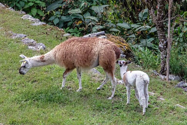 On The Road - arrieve - Peru, Part 4: Machu Picchu