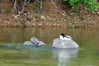 On The Road - swiftfox - The Bored Merganser