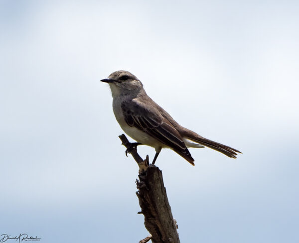 On The Road - Albatrossity - Serengeti Day 3, Round 2 5