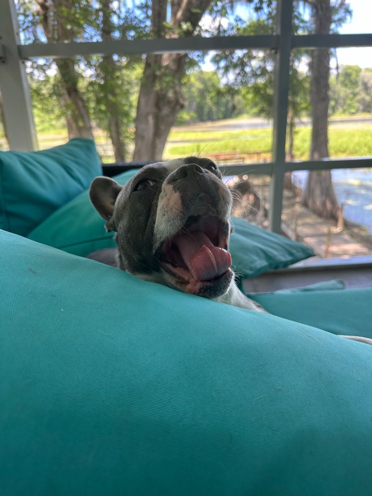 A dog yawning