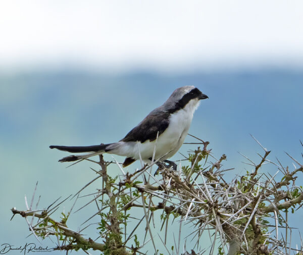 On The Road - Albatrossity - Serengeti Day 3, Round 2 6