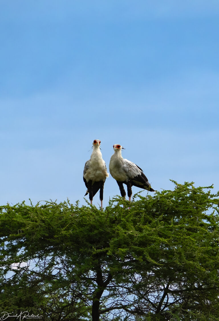On The Road - Albatrossity - Last day in the Serengeti before heading home 1
