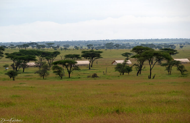 On The Road - Albatrossity - Last Day in Serengeti - Morning 8