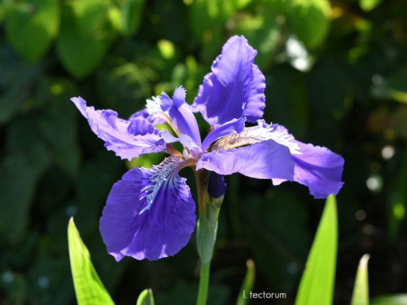 Sunday Morning Garden Chat: Beardless Irises 1