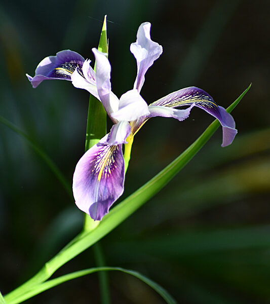 Sunday Morning Garden Chat: Beardless Irises 2