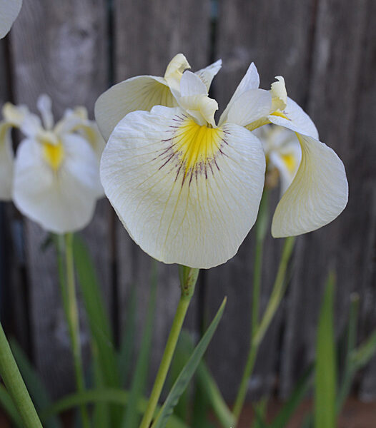 Sunday Morning Garden Chat: Beardless Irises 4