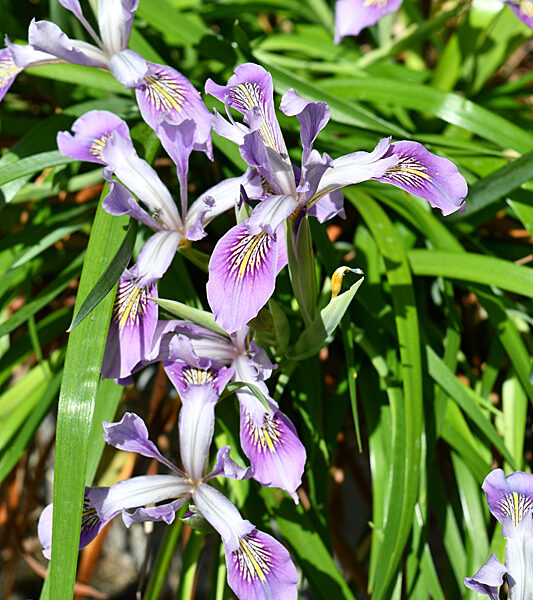Sunday Morning Garden Chat: Beardless Irises