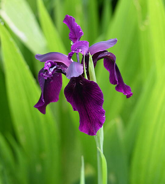 Sunday Morning Garden Chat: Beardless Irises 5