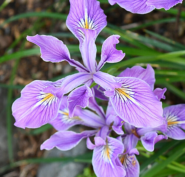 Sunday Morning Garden Chat: Beardless Irises 6