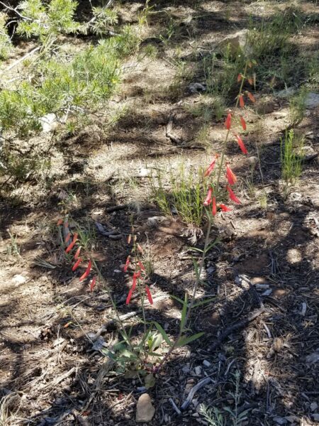 Sunday Morning Garden Chat: Grand Canyon Wildflowers 1