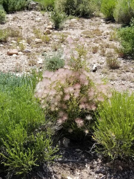 Sunday Morning Garden Chat: Grand Canyon Wildflowers