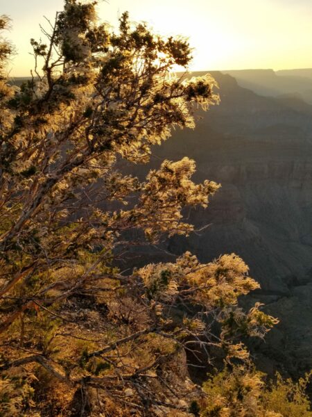 Sunday Morning Garden Chat: Grand Canyon Wildflowers 4