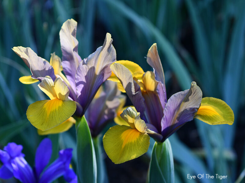 Sunday Morning Garden Chat: Special Irises