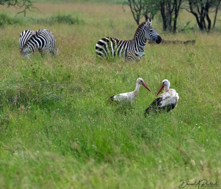 On The Road - Albatrossity - Last Day in Serengeti - Morning 1