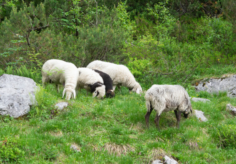 On The Road - BigJimSlade - German and Austrian Alps, Summer 2023, part 2 5