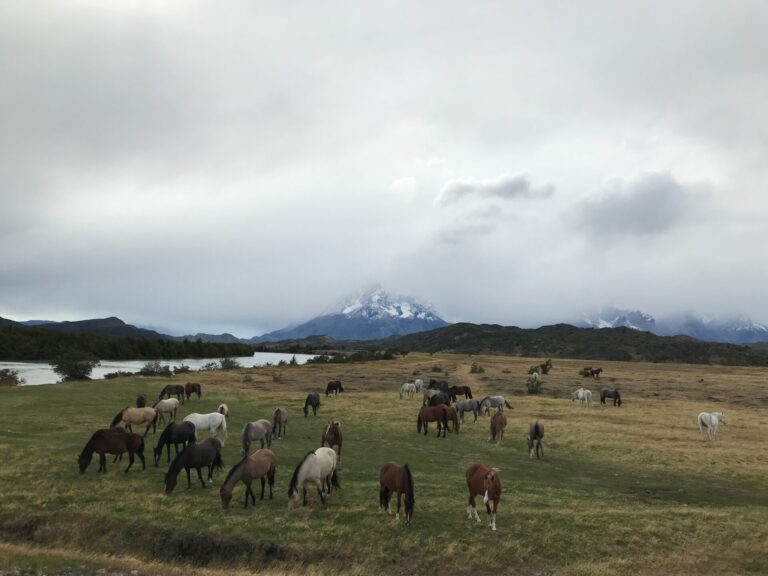 On The Road - way2blue - Torres del Paine, Chile March 2023 [1 of 2] 6