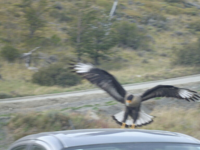 On The Road - way2blue - Torres del Paine, Chile March 2023 [1 of 2] 4