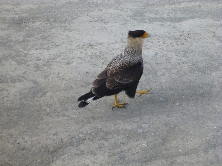 On The Road - way2blue - Torres del Paine, Chile March 2023 [1 of 2] 3