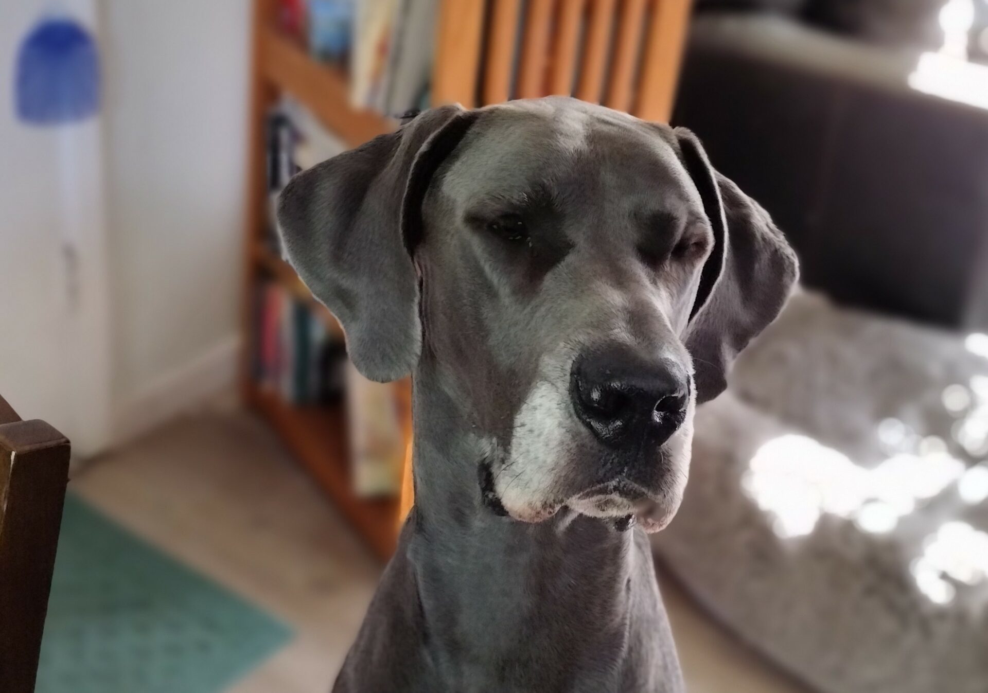 Belated National Dog Day: Jasper Update
