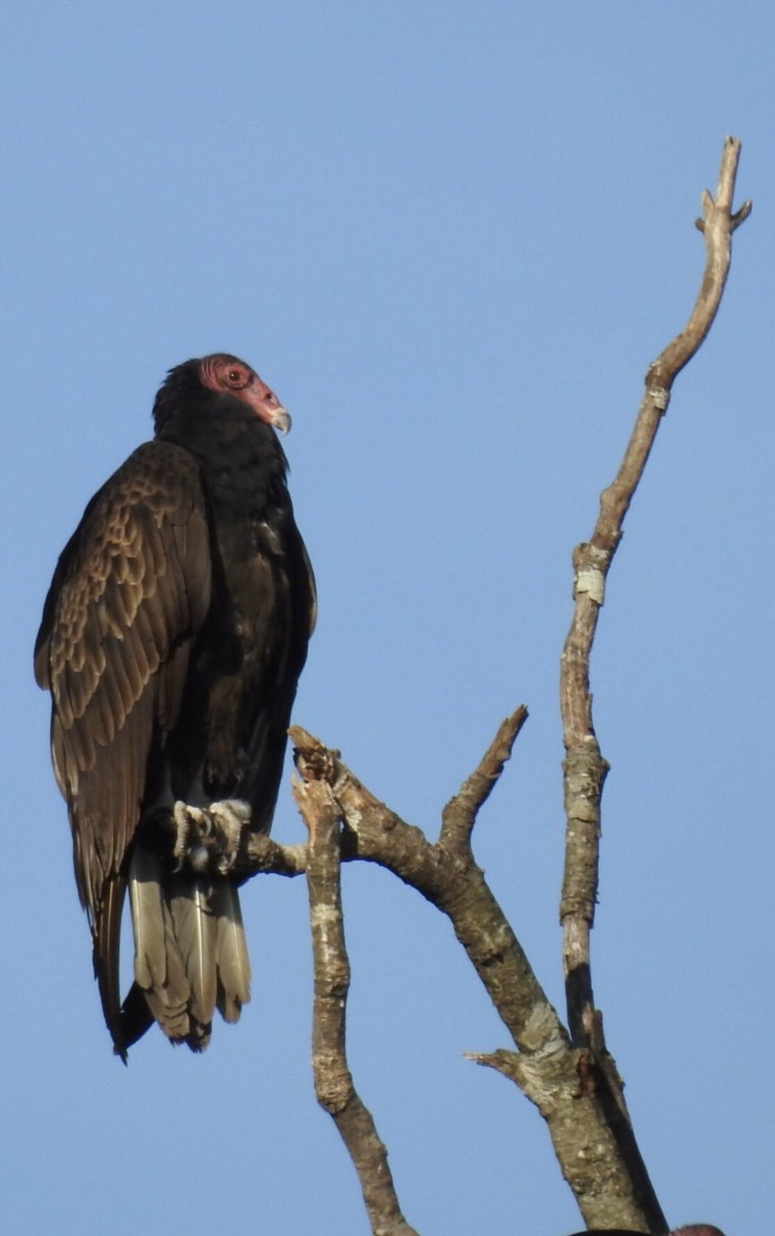 Buzzard in a tree