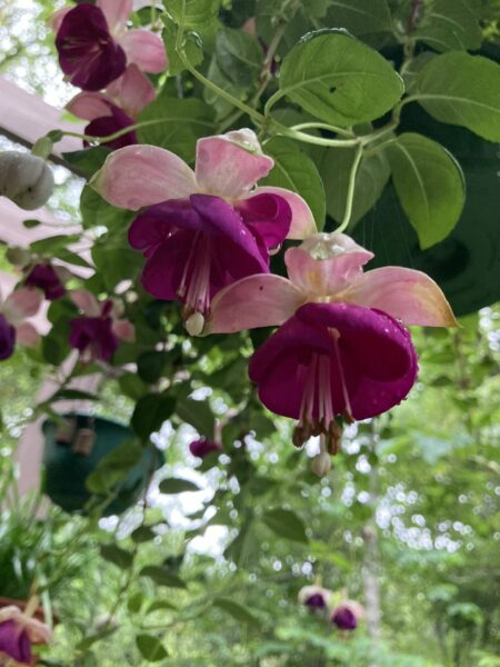 Sunday Morning Garden Chat:  Deck Flowers 1