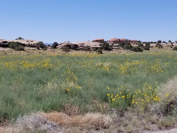 Sunday Morning Garden Chat: Moab Area Wildflowers 9
