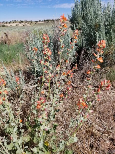 Sunday Morning Garden Chat: Moab Area Wildflowers 3