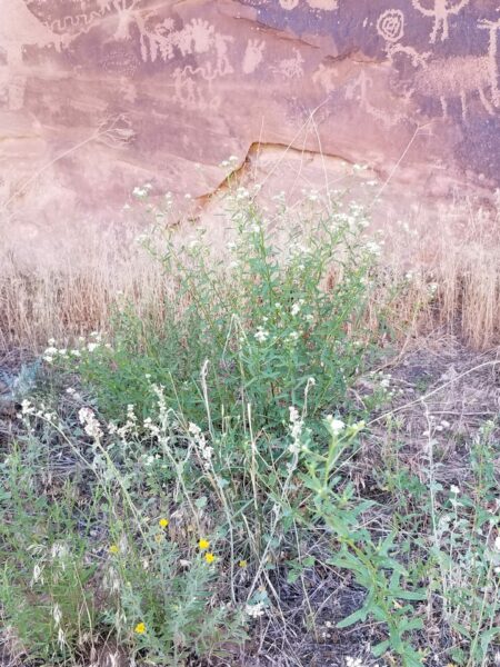 Sunday Morning Garden Chat: Moab Area Wildflowers 4