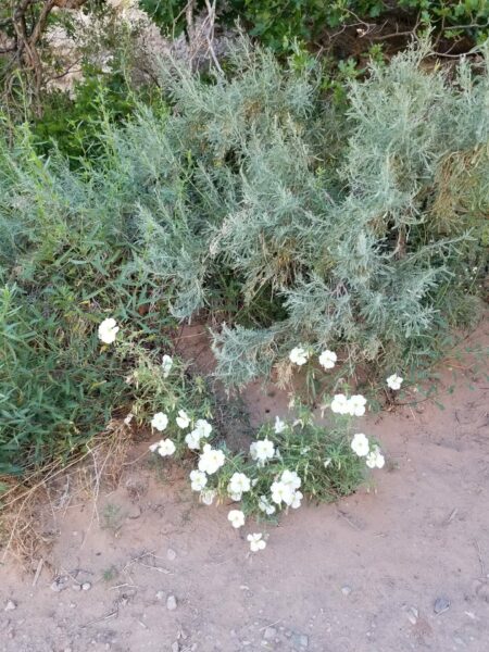 Sunday Morning Garden Chat: Moab Area Wildflowers 5