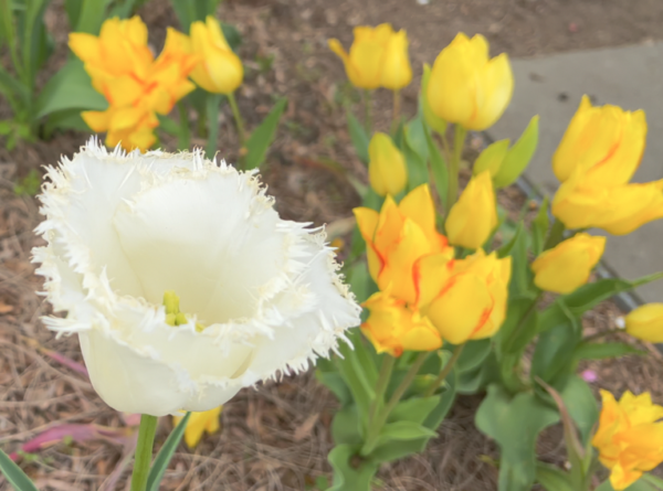 Sunday Morning Garden Chat:  Tulip Typing 9