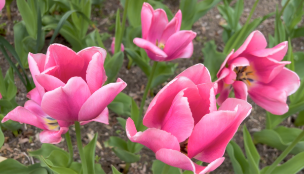 Sunday Morning Garden Chat:  Tulip Typing 10