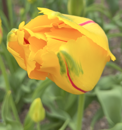 Sunday Morning Garden Chat:  Tulip Typing 11